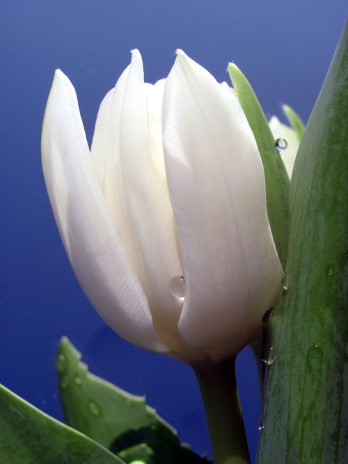 tulip white drop of water