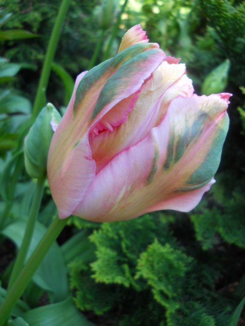 tulip multi-colored flower