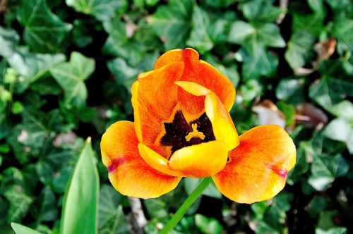 tulip blossom bloom