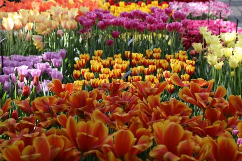 tulip holland plant