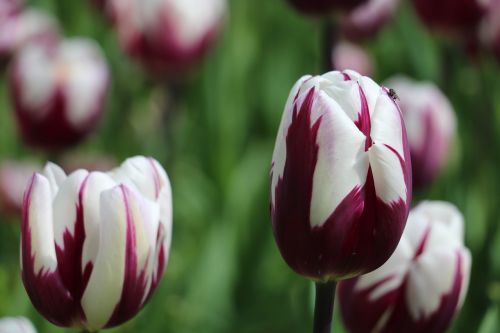 tulip flower nature