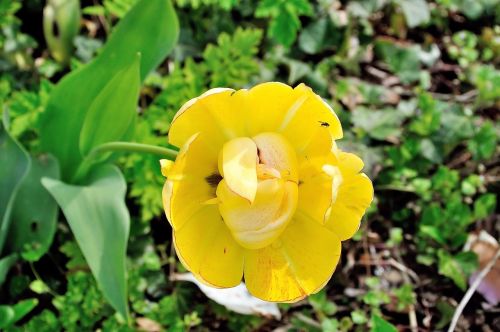 tulip flower yellow