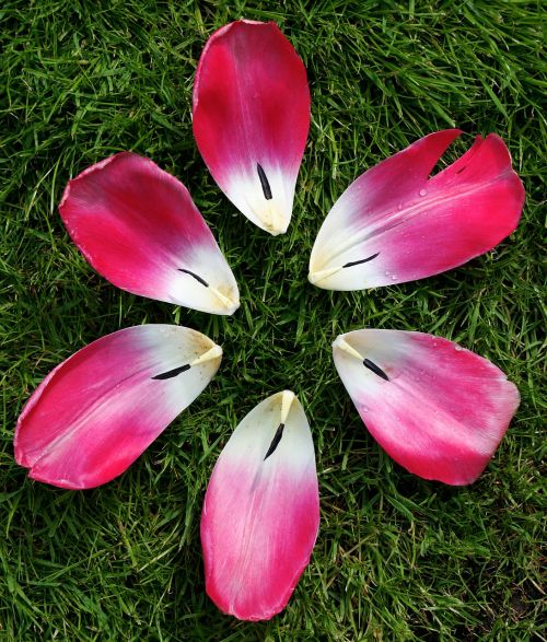 tulip flower nature