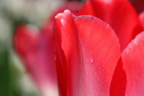 tulip drop macro
