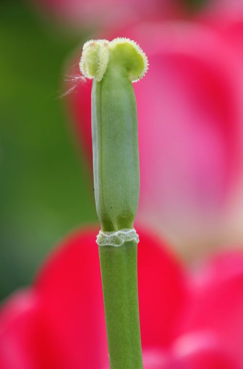 tulip rod flower