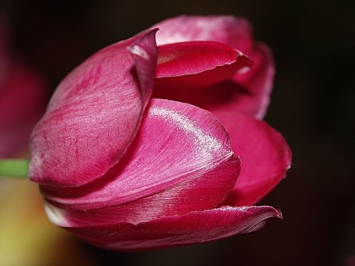 tulip pink spring flowers