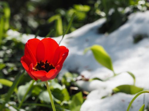 tulip snow spring