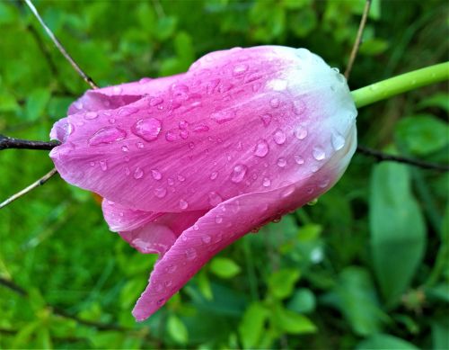 tulip flower raindrops