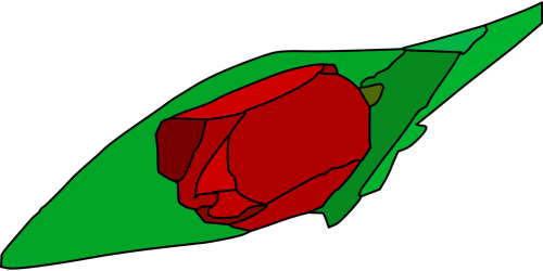 tulip flower plant