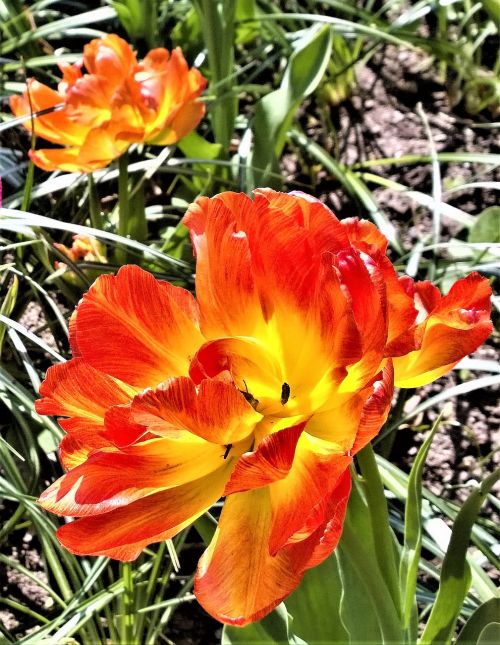 tulip flower spring