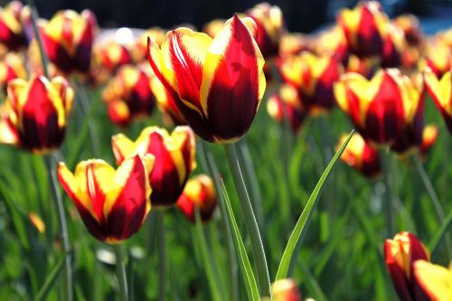 tulip flower bloom