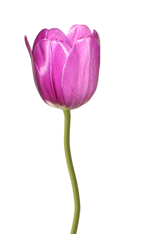 tulip pink flower nature