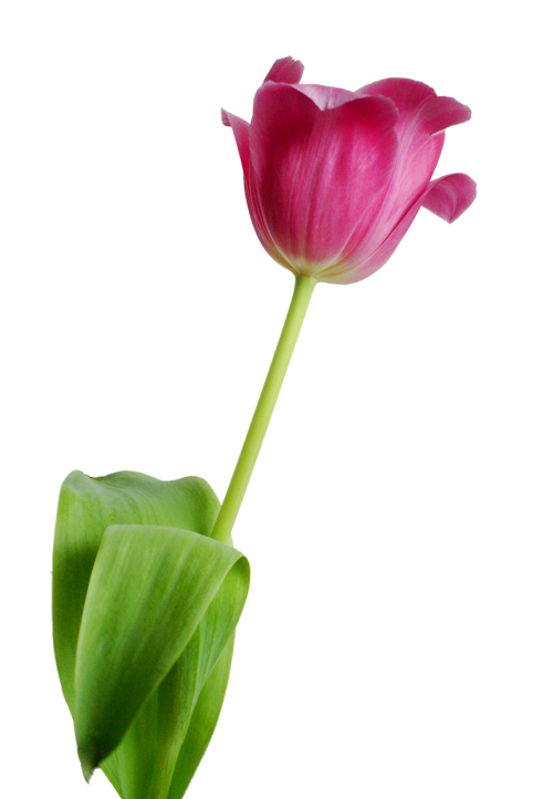 tulip flower rosa