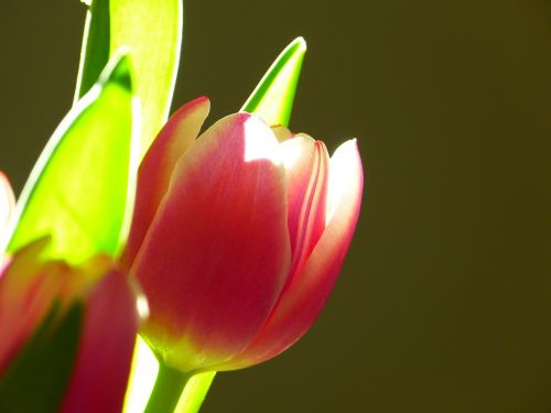 tulip blossom bloom