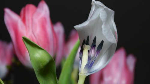 tulip faded flowers