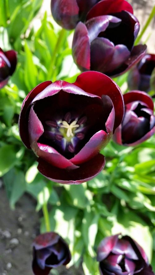 tulip flower spring