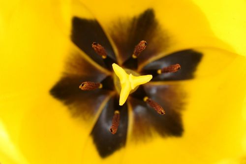 tulip macro yellow