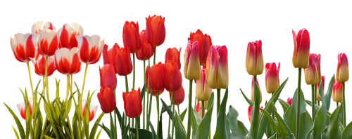 tulip spring nature