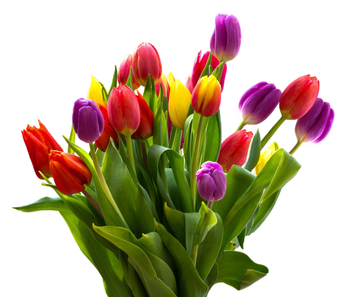 tulip bouquet nature