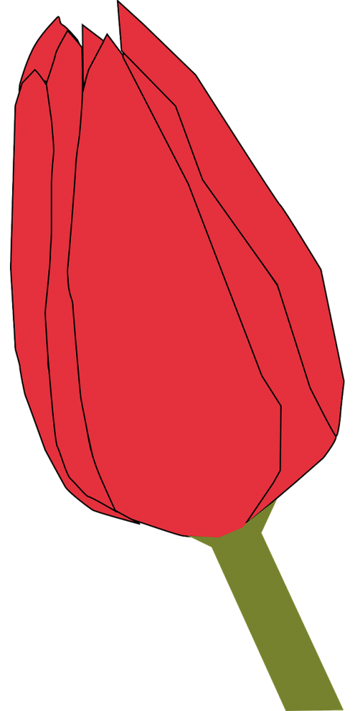 tulip flower bud