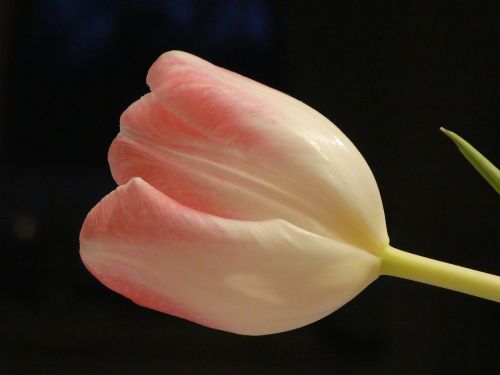 tulip flower tender