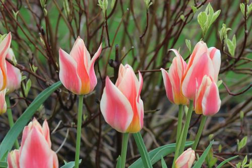 tulip flower nature