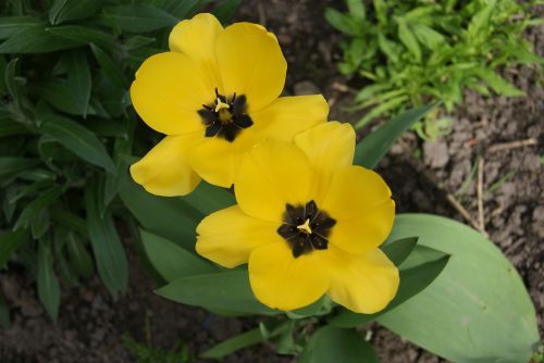 tulip flowers nature