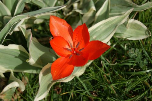 tulip flowers nature