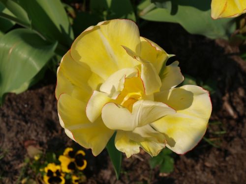 tulip yellow easter