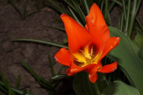 tulip flower bloom