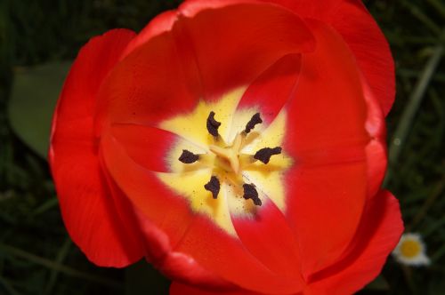 tulip flowers ovary