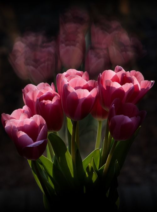 tulip flower nature