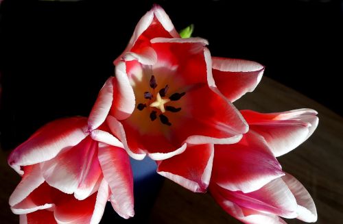 tulip open petals