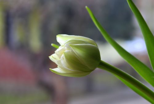 tulip spring flowers nature