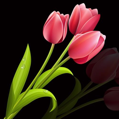 tulip flower plant