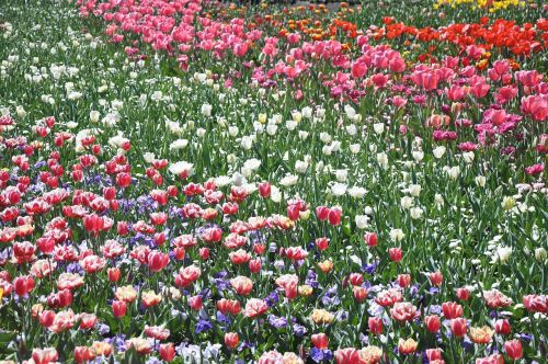 tulip flower flora