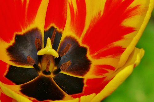 tulip tulips spring