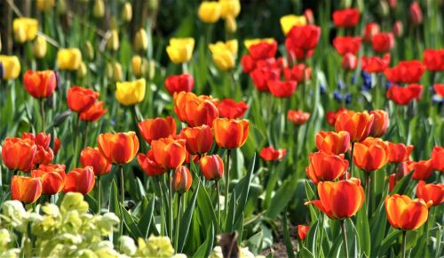 tulip flower garden