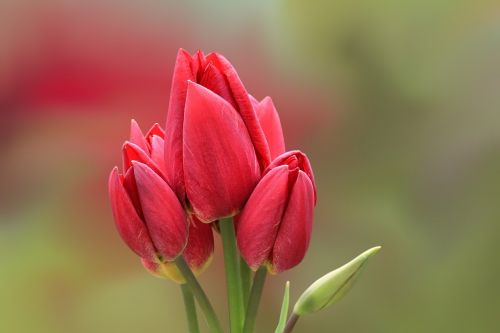 tulip flower blossom