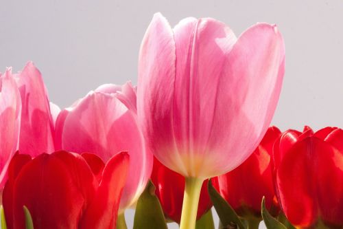 tulip lily spring