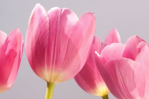 tulip lily spring