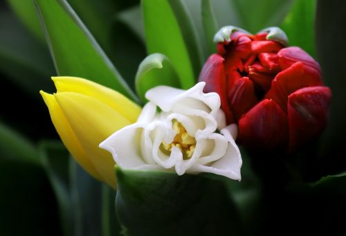 tulip flower plant