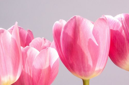 tulip lily spring