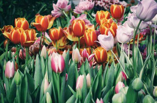 tulip flower garden