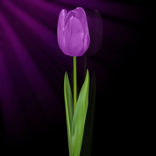 tulip tulipan violet black background