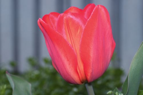 tulip flower large