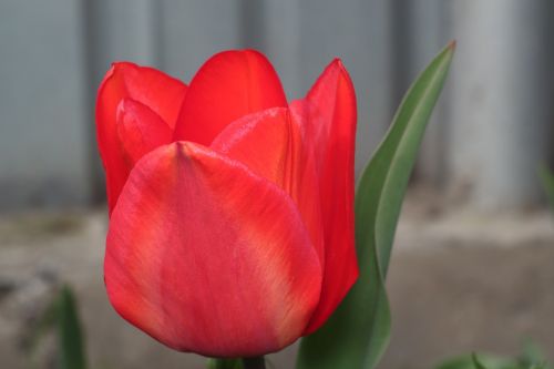 tulip flower large