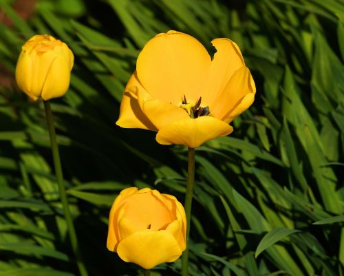 tulip tulipa flower