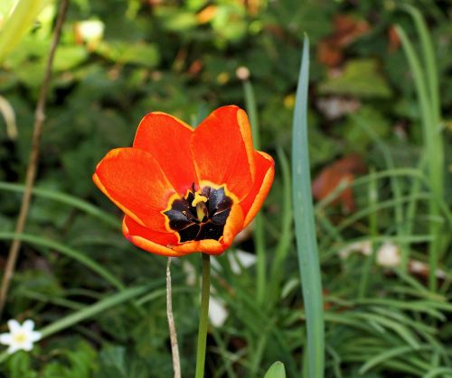 tulip flower blossom