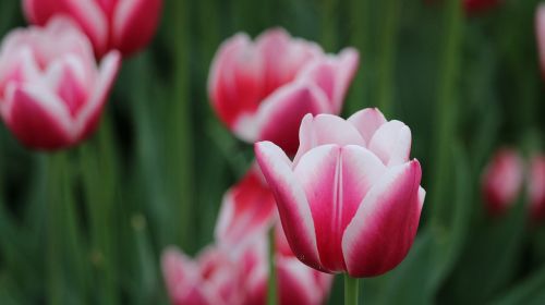 tulip plant flower